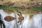 Black heel antelope bathing in water