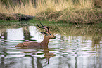Black heel antelope bathing in water