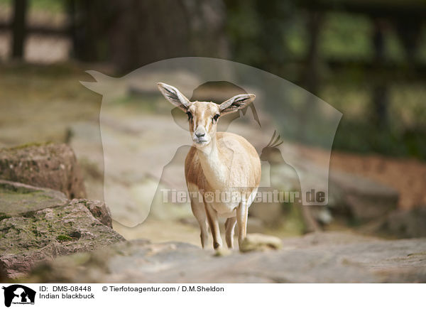 Hirschziegenantilope / Indian blackbuck / DMS-08448