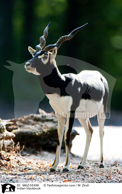 Hirschziegenantilope / Indian blackbuck / MAZ-05496