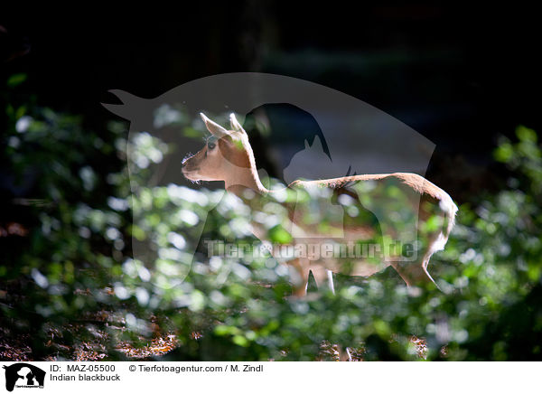 Hirschziegenantilope / Indian blackbuck / MAZ-05500