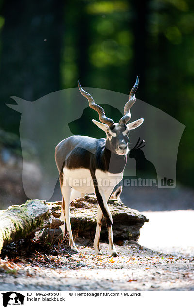 Hirschziegenantilope / Indian blackbuck / MAZ-05501