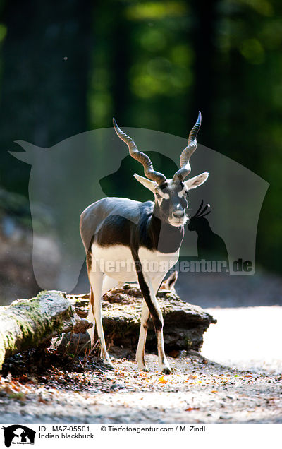 Indian blackbuck / MAZ-05501