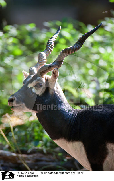 Hirschziegenantilope / Indian blackbuck / MAZ-05503