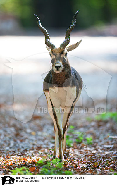 Hirschziegenantilope / Indian blackbuck / MAZ-05504