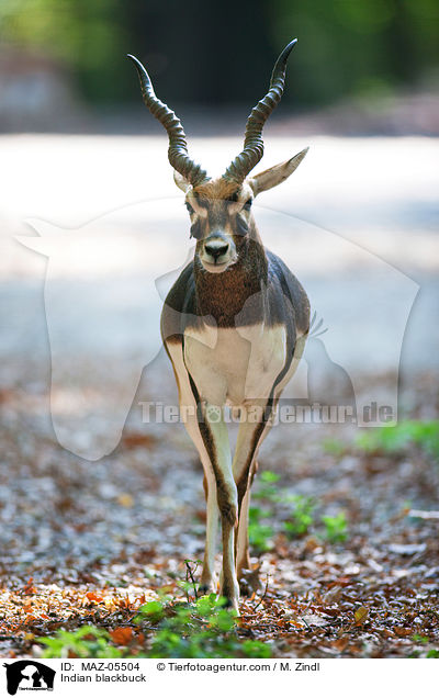 Indian blackbuck / MAZ-05504