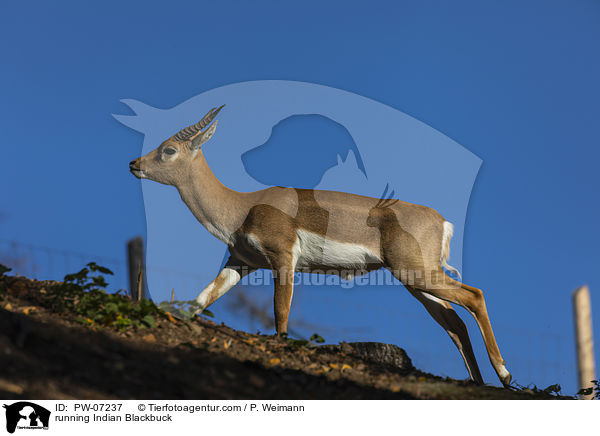 rennende Hirschziegenantilope / running Indian Blackbuck / PW-07237