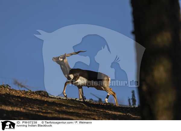 rennende Hirschziegenantilope / running Indian Blackbuck / PW-07238