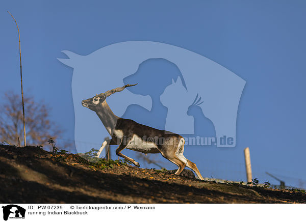 rennende Hirschziegenantilope / running Indian Blackbuck / PW-07239