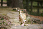 Indian blackbuck