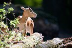 Indian blackbuck