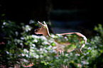 Indian blackbuck