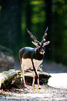 Indian blackbuck