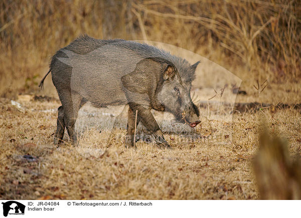 Indian boar / JR-04084