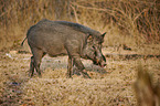 Indian boar