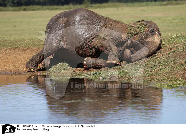 Indischer Elefant wlzt sich / Indian elephant rolling / HS-01057