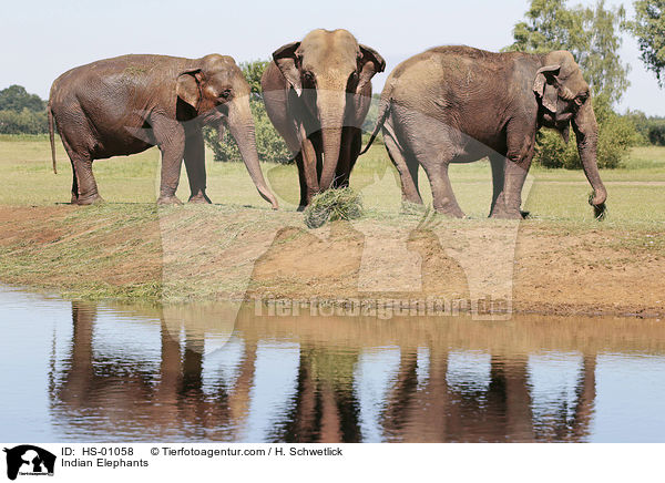Indische Elefanten / Indian Elephants / HS-01058