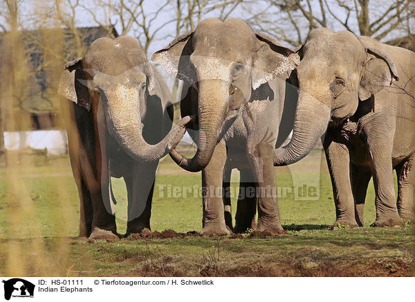 Indische Elefanten / Indian Elephants / HS-01111