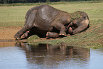 Indian elephant rolling