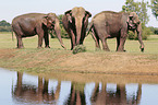Indian Elephants