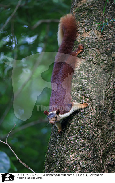 Knigsriesenhrnchen / Indian giant squirrel / FLPA-04760