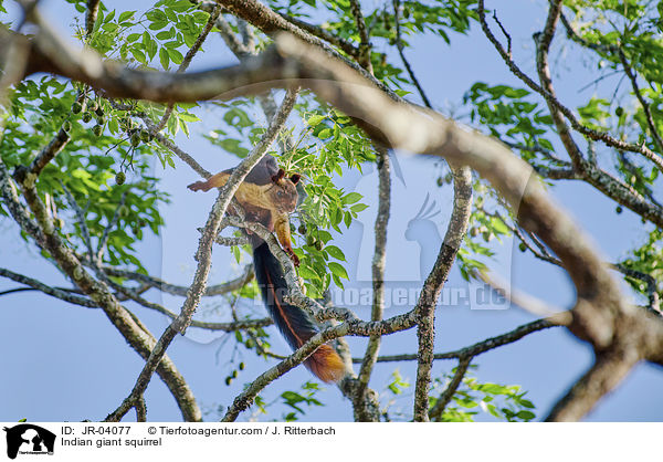 Indian giant squirrel / JR-04077