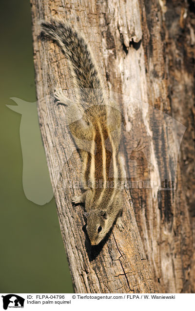 Indisches Palmenhrnchen / Indian palm squirrel / FLPA-04796