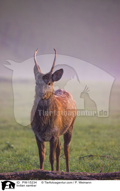 Sambar / Indian sambar / PW-15234