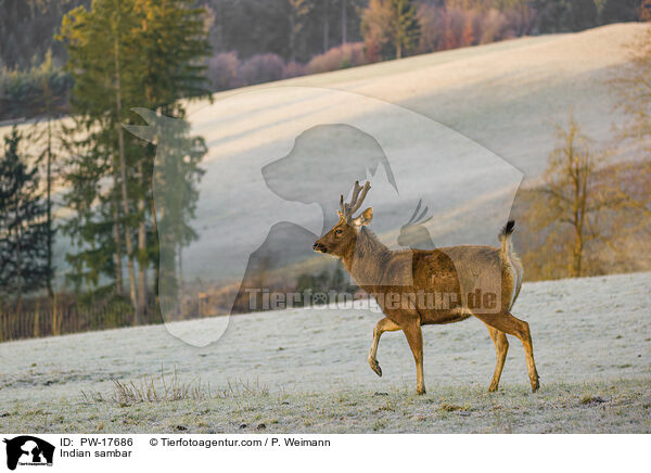 Sambar / Indian sambar / PW-17686