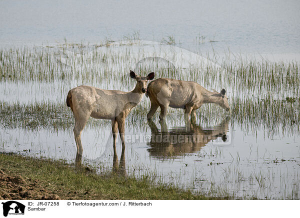 Sambar / Sambar / JR-07258