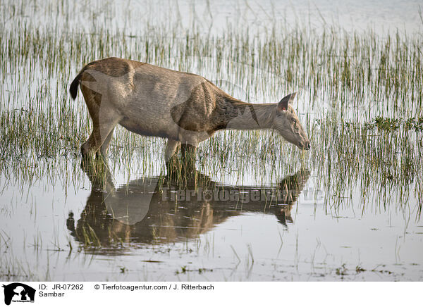 Sambar / Sambar / JR-07262