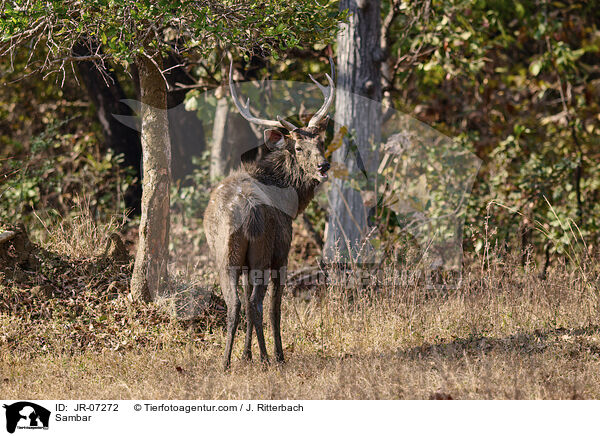 Sambar / Sambar / JR-07272