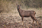 Sambar