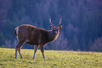 Indian sambar