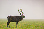 Indian sambar