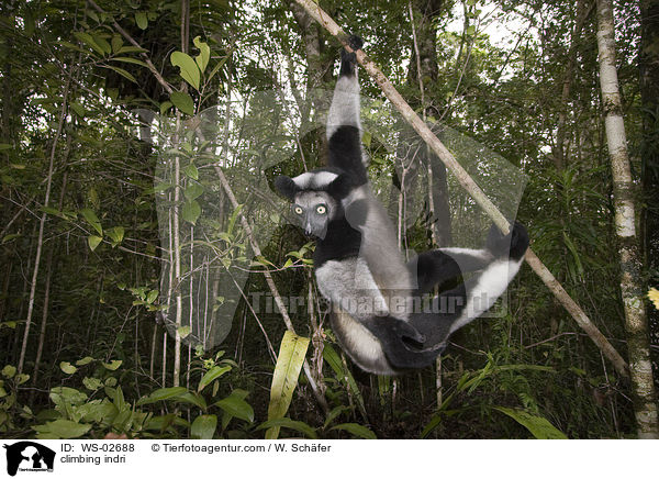 kletternder Indri / climbing indri / WS-02688