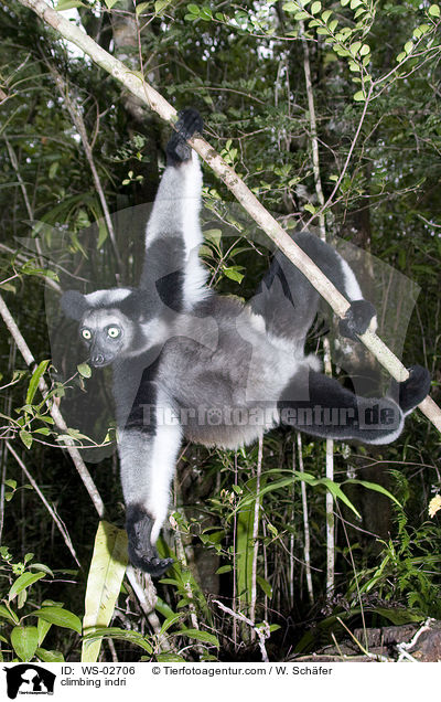 kletternder Indri / climbing indri / WS-02706