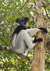 Indri