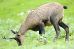 Pyrenean chamois