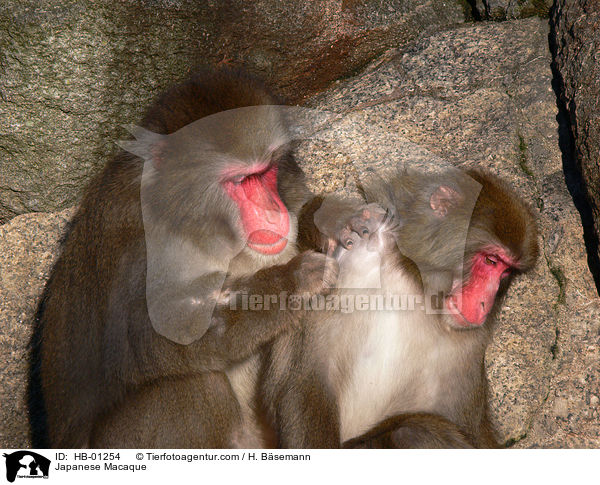 Rotgesichtsmakaken / Japanese Macaque / HB-01254