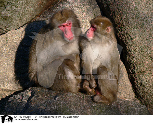 Rotgesichtsmakaken / Japanese Macaque / HB-01255