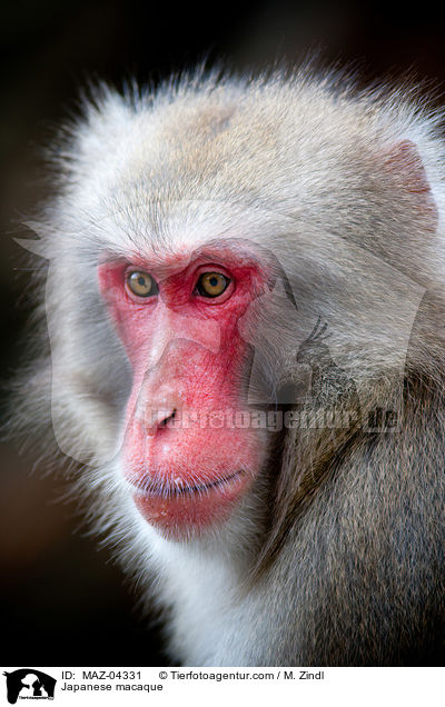 Japanese macaque / MAZ-04331