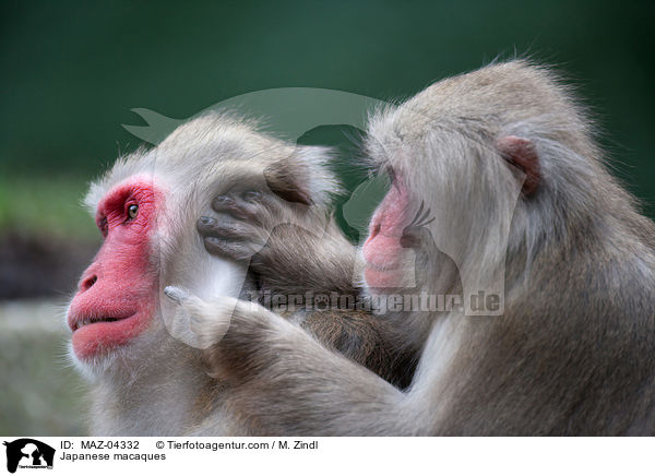 Japanese macaques / MAZ-04332