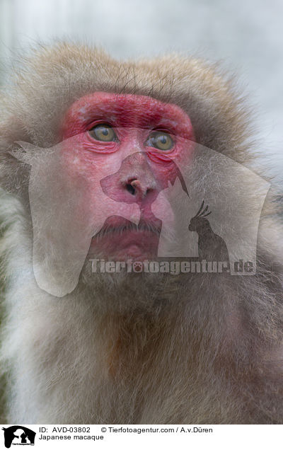Japanese macaque / AVD-03802