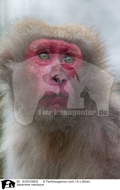 Japanmakak / Japanese macaque / AVD-03802