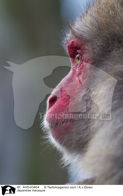 Japanese macaque / AVD-03804