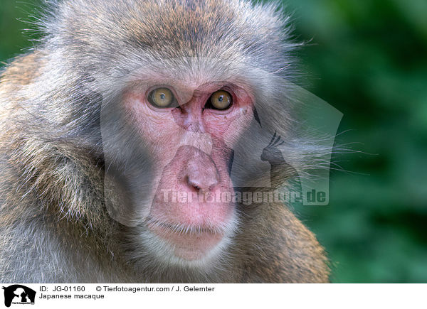 Japanese macaque / JG-01160