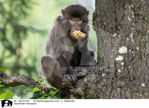 Japanese macaque / JG-01161