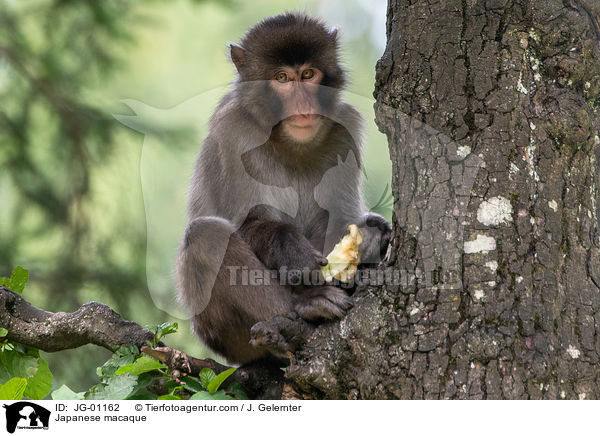 Japanese macaque / JG-01162