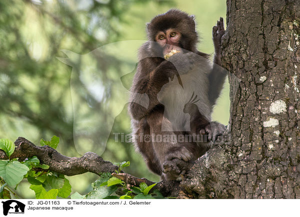 Japanese macaque / JG-01163